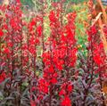Lobelia Cardinalis